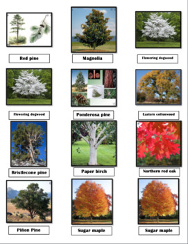 Preview of U.S. Official State Trees