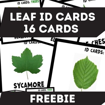 Preview of UK & Europe Tree Leaf Identification Cards