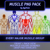Preview of ULTIMATE MUSCLE PNG PACK - ALL COLORS + Bonus Anatomy Worksheets | By AlgoThink