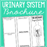 URINARY SYSTEM: Anatomy Science Research Project | Vocabul