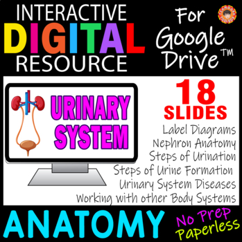 Preview of URINARY SYSTEM ~Digital Resource for Google Slides~ ANATOMY