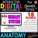 URINARY SYSTEM ~Digital Resource for Google Slides~ ANATOMY