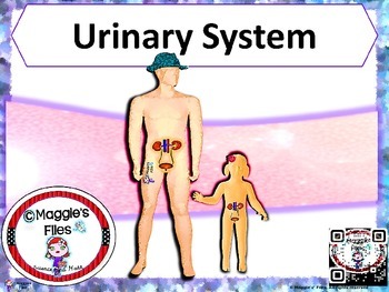 Preview of URINARY SYSTEM-  PPT