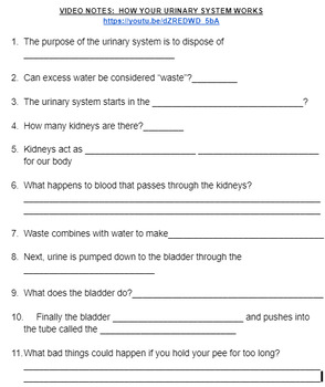 Preview of URINARY SYSTEM VIDEO WORKSHEET
