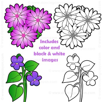 Line Drawing Montana State Flower - Draw-get