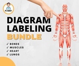 Ultimate Anatomy Labelling Worksheet Bundle! Muscles, Bone