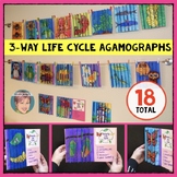 Unique Spring Craft  | Life Cycle Agamographs | Butterfly 