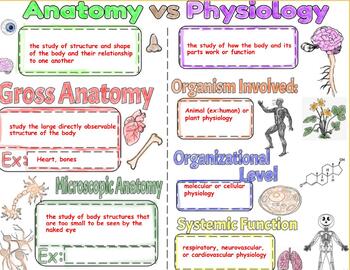 Preview of Unit 1.1: Anatomy vs Physiology