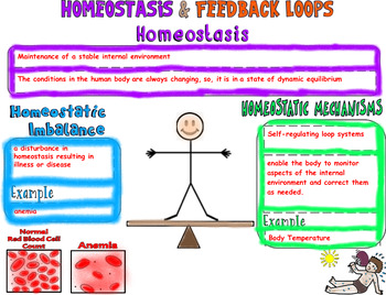 Preview of Unit 1.6: Homeostasis & Feedback Loops