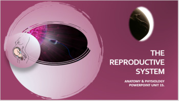 Preview of Unit 15 Bundle: The Reproductive System