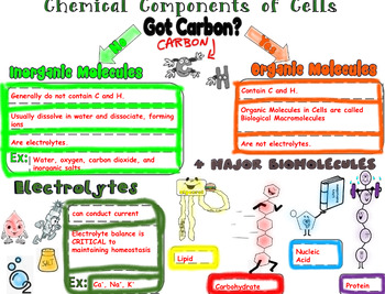 Preview of Unit 2.1: Chemical Components of Cells