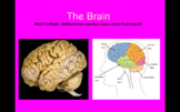 Unit 3 #3 The Brain Myers AP Psychology Google Slides pres