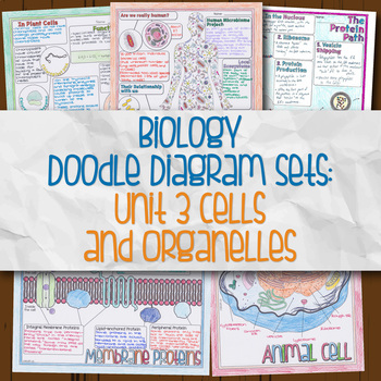 Unit 3 Biology Doodle Diagrams by Science With Mrs Lau | TpT