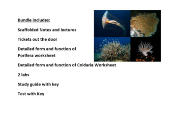 Preview of Bundle: Intro to kingdom Animalia, Porifera, Cniderian