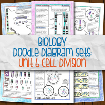 Unit 6 Biology Doodle Diagrams by Science With Mrs Lau | TpT