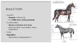 Unit Bundle: Breeds & Classification of Horses (Animal/Equ
