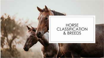 Preview of Unit Bundle: Breeds, Types & Classification of Horses (4H, FFA, Equine, Ag)