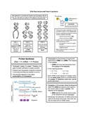 Unit Review: DNA Replication + Protein Synthesis