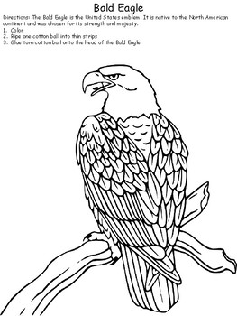 Preview of United States Symbols Bald Eagle