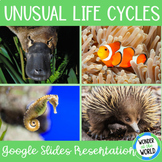 Unusual animal life cycles Google Slides presentation slide show