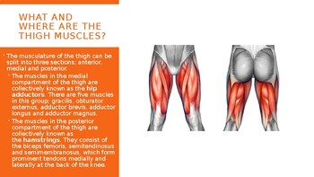 Muscles of the upper leg