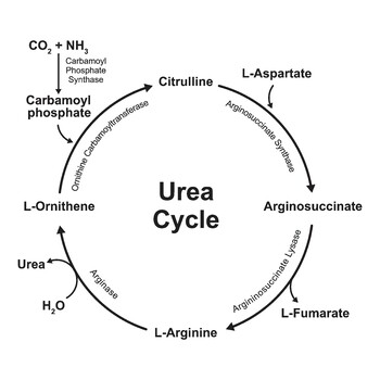Preview of Urea Cycle.