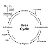 Urea Cycle.