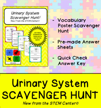 Preview of Urinary System