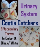 Urinary System Activity: Human Body Systems Cootie Catcher
