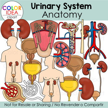 Preview of Urinary System - Anatomy