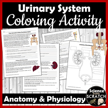 Preview of Urinary System Anatomy Activity and Coloring Packet