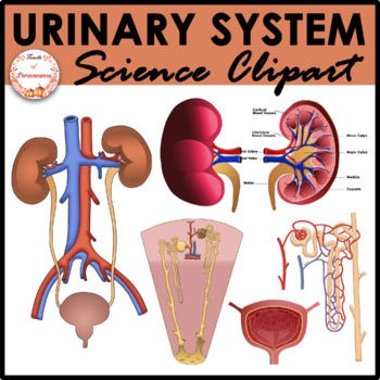 Preview of Urinary System Anatomy Clipart | Excretory Body Organ Systems Kidneys
