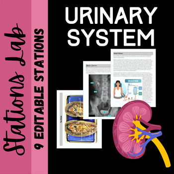 Preview of Urinary System Anatomy: Stations Lab