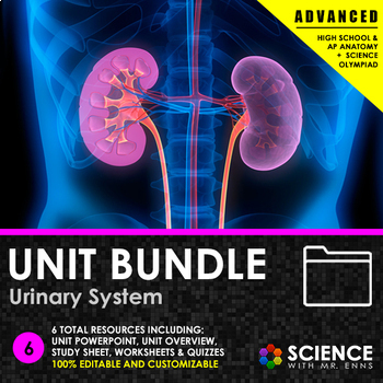 Preview of Urinary or Excretory System Anatomy Unit  - Kidney, Nephrons, Urine Formation