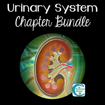 Preview of Urinary System Chapter Bundle for Anatomy and Physiology