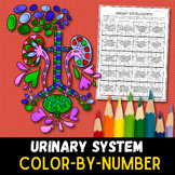 Urinary System Color-By-Number Review Worksheet - Digital 