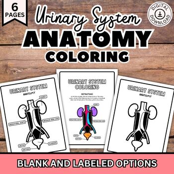 Preview of Urinary System Coloring Pages, Human Body Anatomy Diagram Biology Science