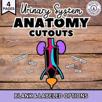 Preview of Urinary System Diagram Cutouts, Human Body Anatomy for Bulletin Board
