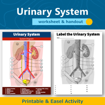 Preview of Urinary System Diagram Worksheet and Handout | Human Body Systems