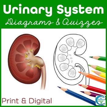 Urinary System Diagrams and Quizzes (Distance Learning) by Science Island