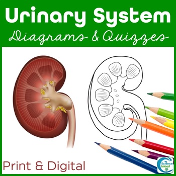Preview of Urinary System Diagrams and Quizzes - Anatomy Coloring & Labeling Activity