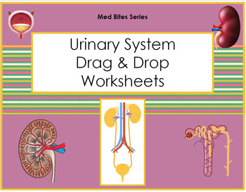 Preview of Urinary System - Drag & Drop Worksheets (Med Bites Series)
