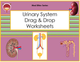 Urinary System - Drag & Drop Worksheets (Med Bites Series)
