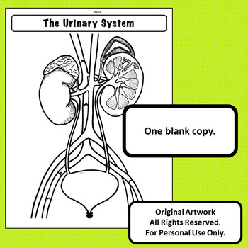 Draw a well - labelled diagram of a human excretory system. Write the  functions of(a) Kidney(b) Ureter(c) Urinary bladder