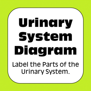 Preview of Urinary System / Excretory System Diagrams Coloring Matching Labeling Assessment