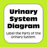 Urinary System / Excretory System Diagrams Coloring Matchi