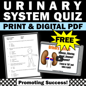 Preview of FREE Urinary System 5th Grade Science Vocabulary Activities The Human Body Syste