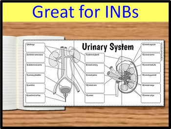 Urinary System Foldable - Big Foldable for Interactive Notebooks or Binders