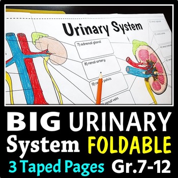 Preview of Urinary System Foldable - Big Foldable for Interactive Notebooks or Binders