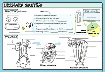 Preview of Urinary System Homework Worksheet